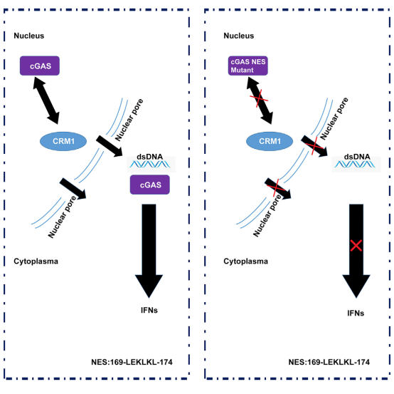 cGAS出核信号及其功能示意图